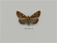 藏品(夜蛾904)的圖片